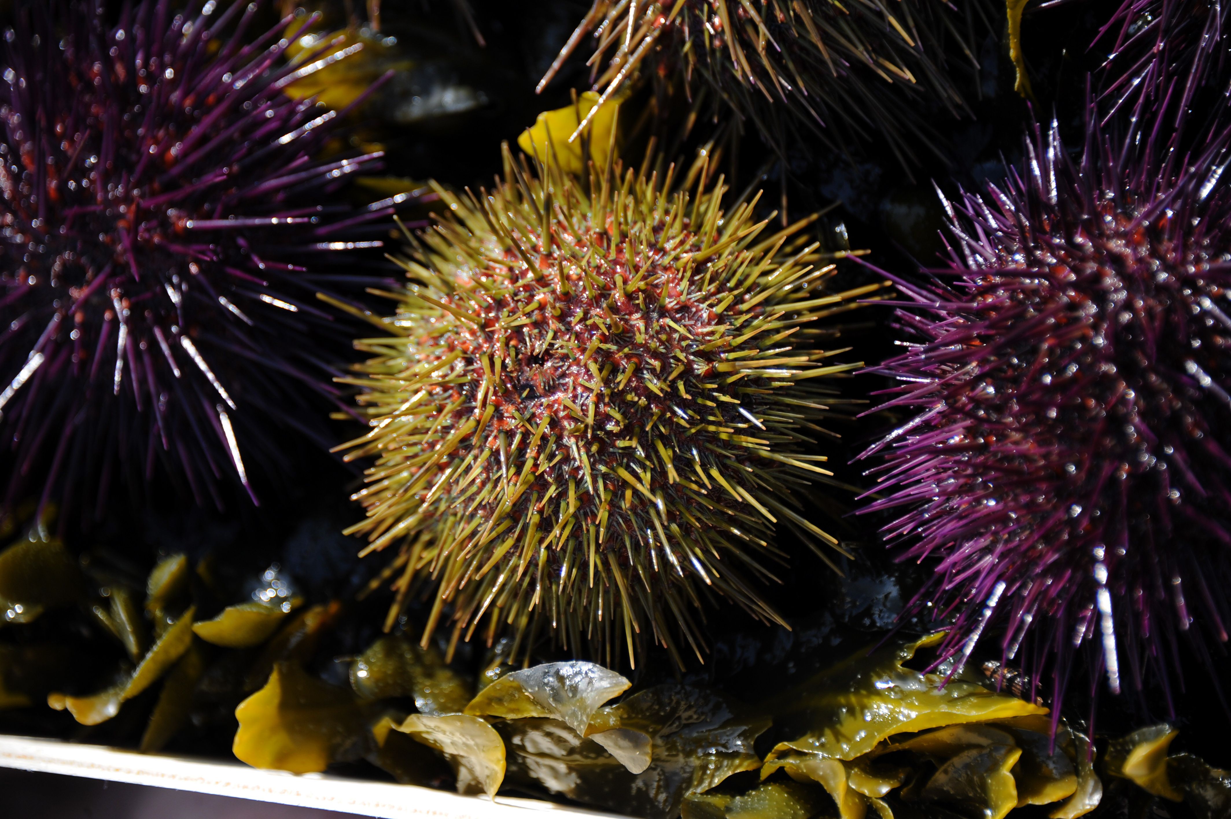 A photo from March 18, 2015 shows purple and green sea urchins in La Flotte-en-Re, France. (Credit: XAVIER LEOTY/AFP/Getty Images)