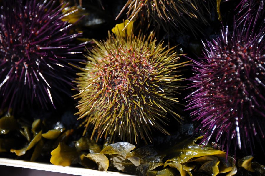 A photo from March 18, 2015 shows purple and green sea urchins in La Flotte-en-Re, France. (Credit: XAVIER LEOTY/AFP/Getty Images)