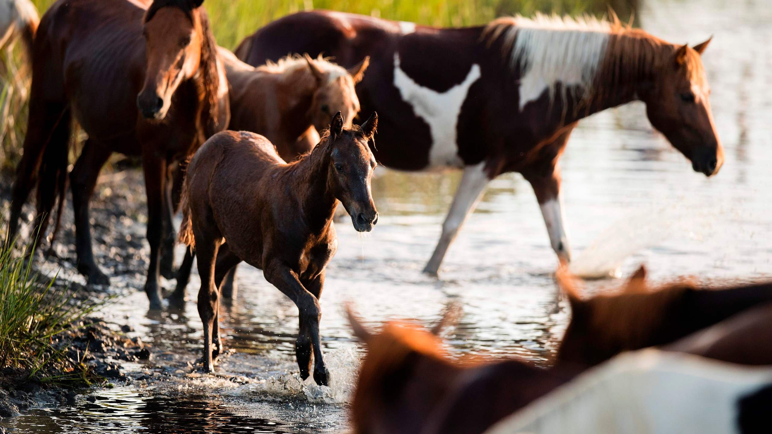 A young foal runs with other Assateague wild ponies during the annual Chincoteague Island Pony Swim in Chincoteague Island, Virg., on July 26, 2017. (Credit: JIM WATSON/AFP/Getty Images)