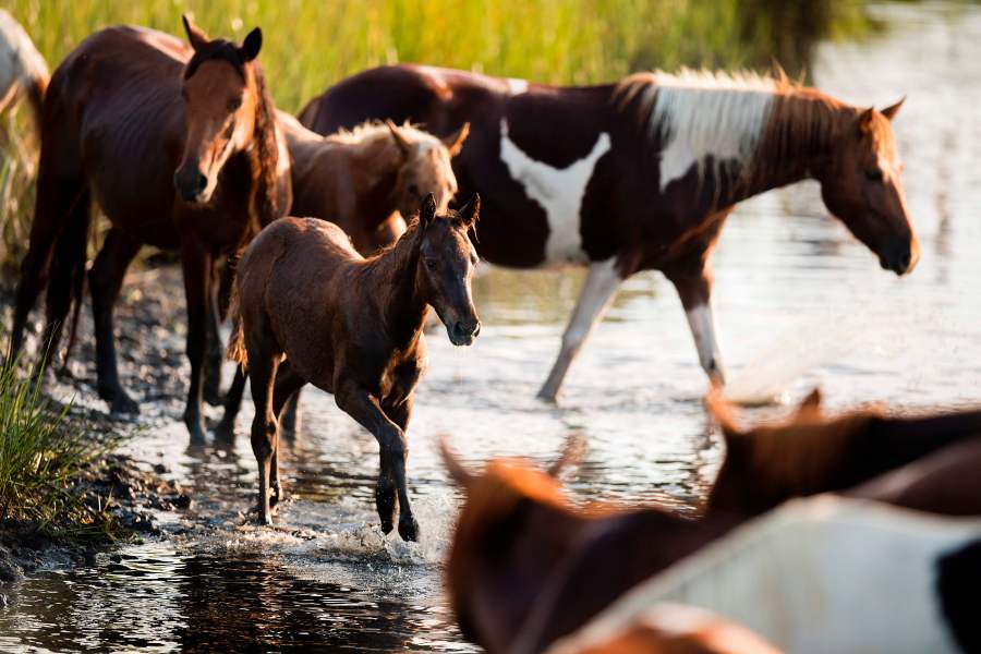 A young foal runs with other Assateague wild ponies during the annual Chincoteague Island Pony Swim in Chincoteague Island, Virg., on July 26, 2017. (Credit: JIM WATSON/AFP/Getty Images)