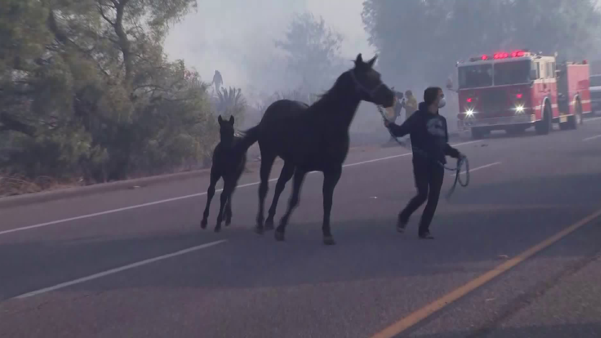 A woman leads two horses into a trailer during the Easy Fire in Simi Valley on Oct. 30, 2019. (Credit: KTLA)