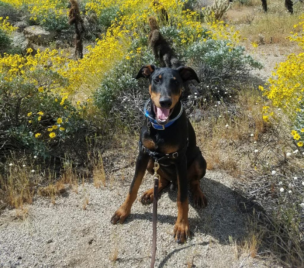 Indie the dog is seen in a photo released by the Society for the Prevention of Cruelty to Animals Los Angeles in 2017.