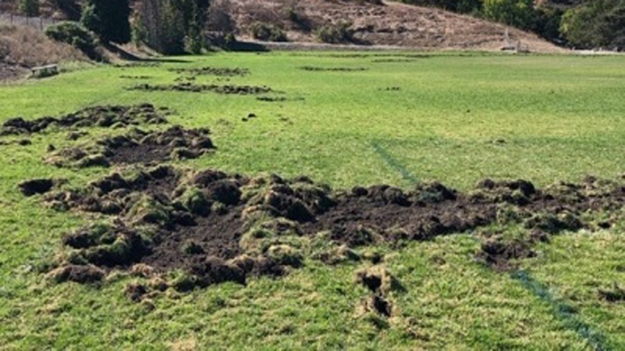 The city of Lafayette released this photo on Oct. 4, 2019, of landscaping torn up by feral hogs.