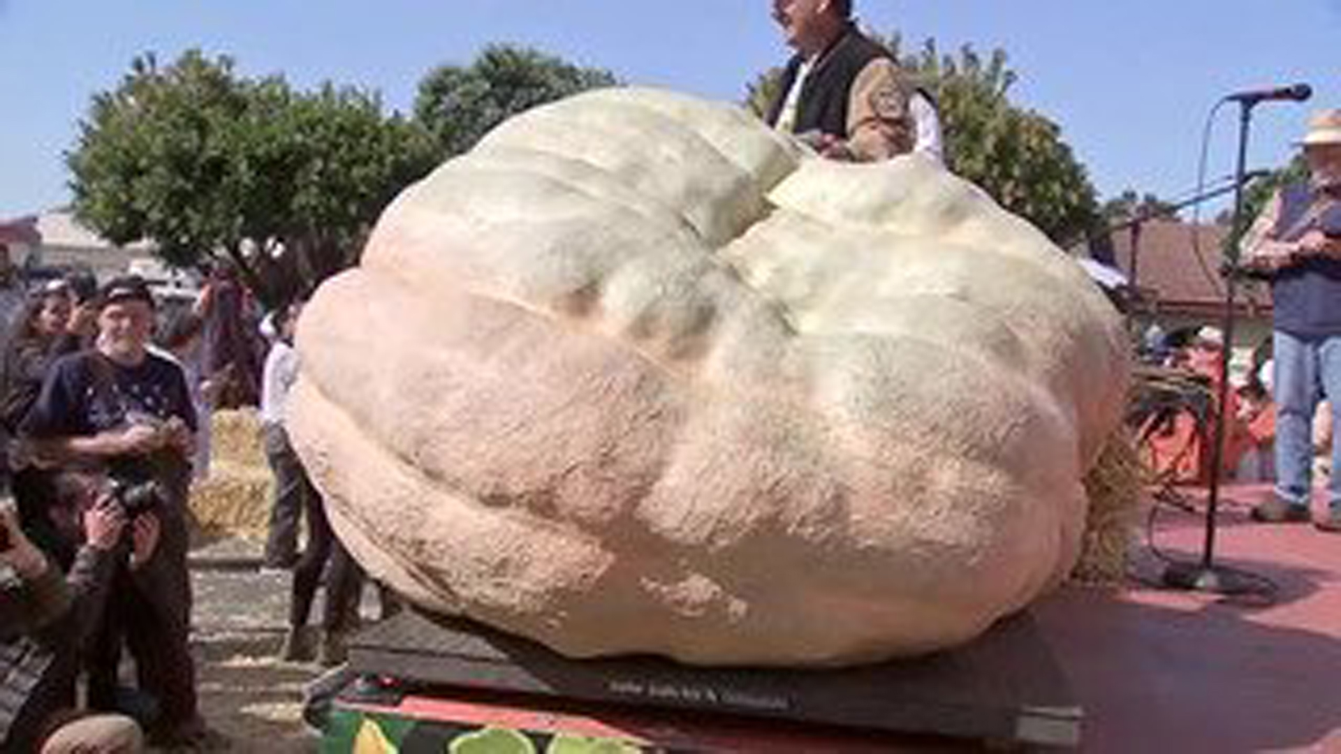 A pumpkin weighing nearly 2,200 pounds won the Safeway World Championship Pumpkin Weigh Off in Half Moon Bay on Oct. 14, 2019. (Credit: KGO via CNN)