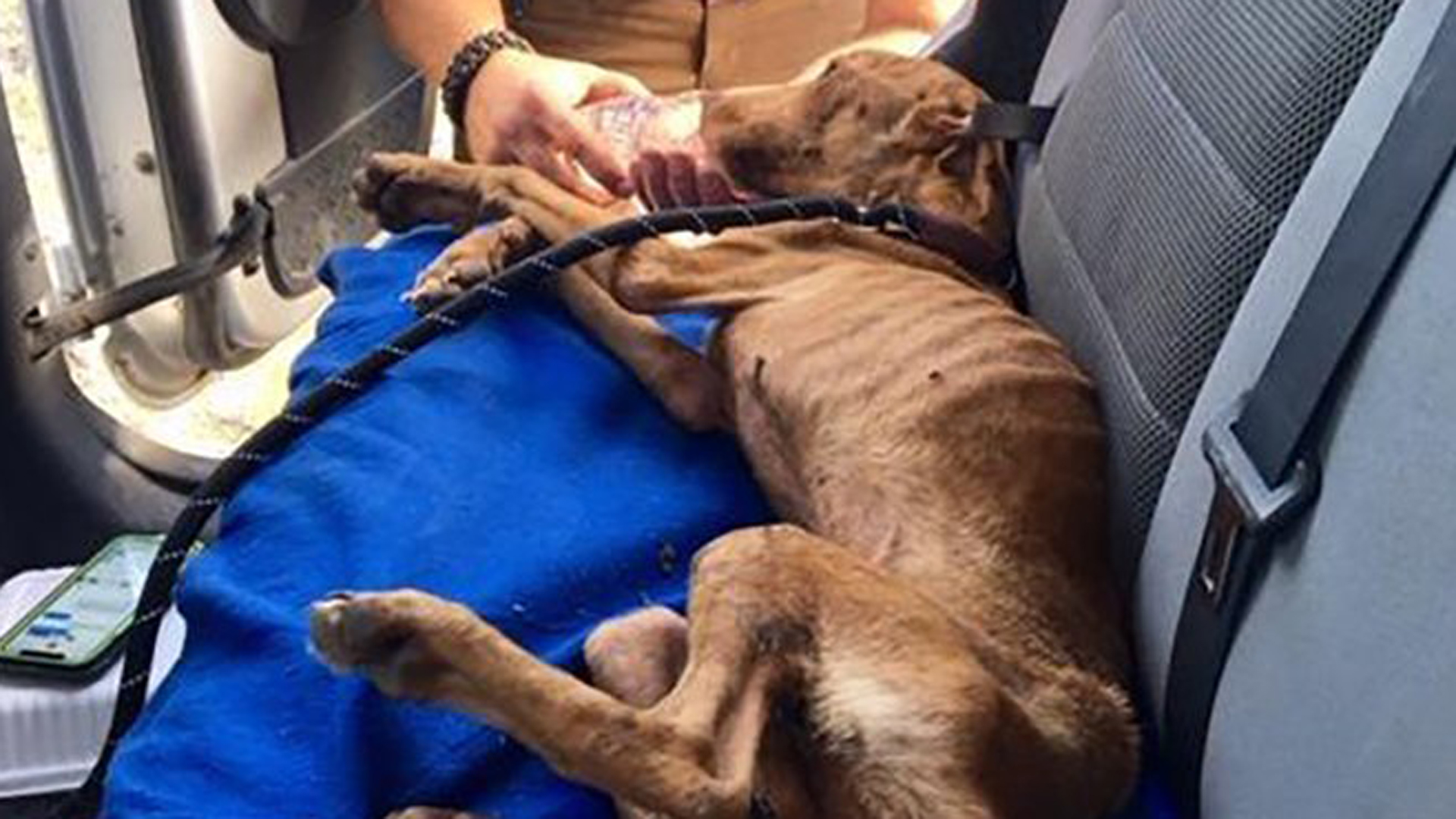 Rescuers say they found a puppy alive in the rubble of a collapsed building, one month after Hurricane Dorian ravaged parts of the Bahamas. (Credit: Big Dog Ranch)