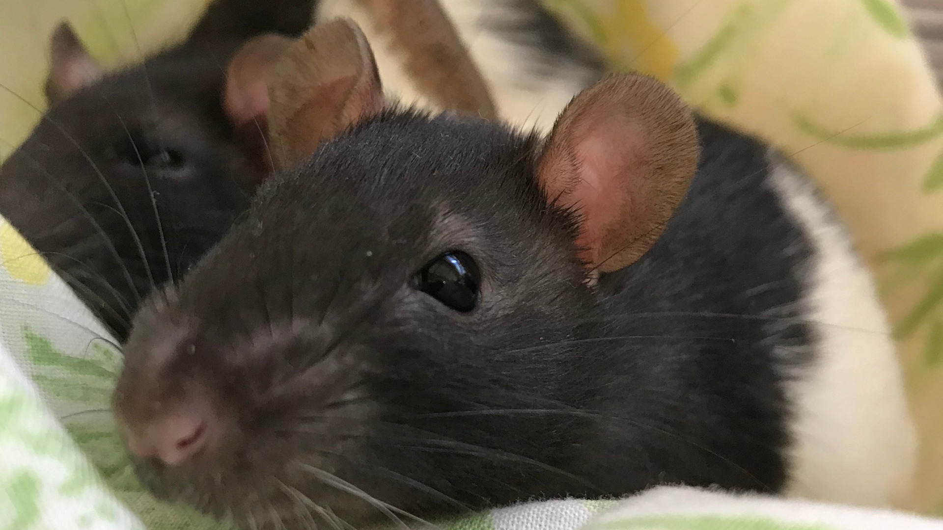 A rat at the San Diego Humane Society appears in a photo released by the organization on Oct. 17, 2019.