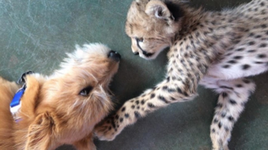 Remus and Kris are seen in an undated photo provided by the Cincinnati Zoo.