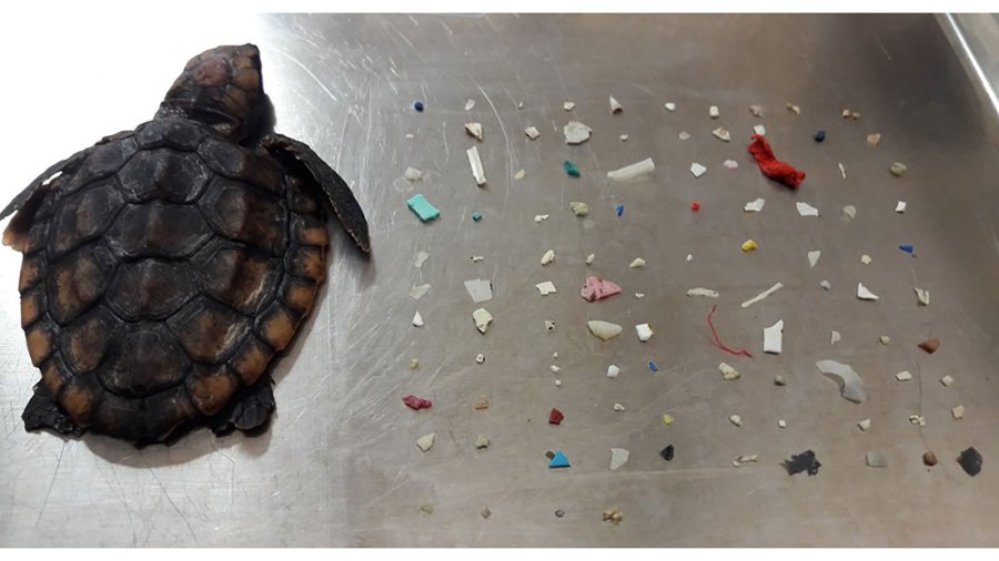 A baby loggerhead sea turtle was found in Boca Raton, Fla., with plastic in its stomach. The Gumbo Limbo Nature Center shared this photo on Facebook on Oct. 1, 2019.