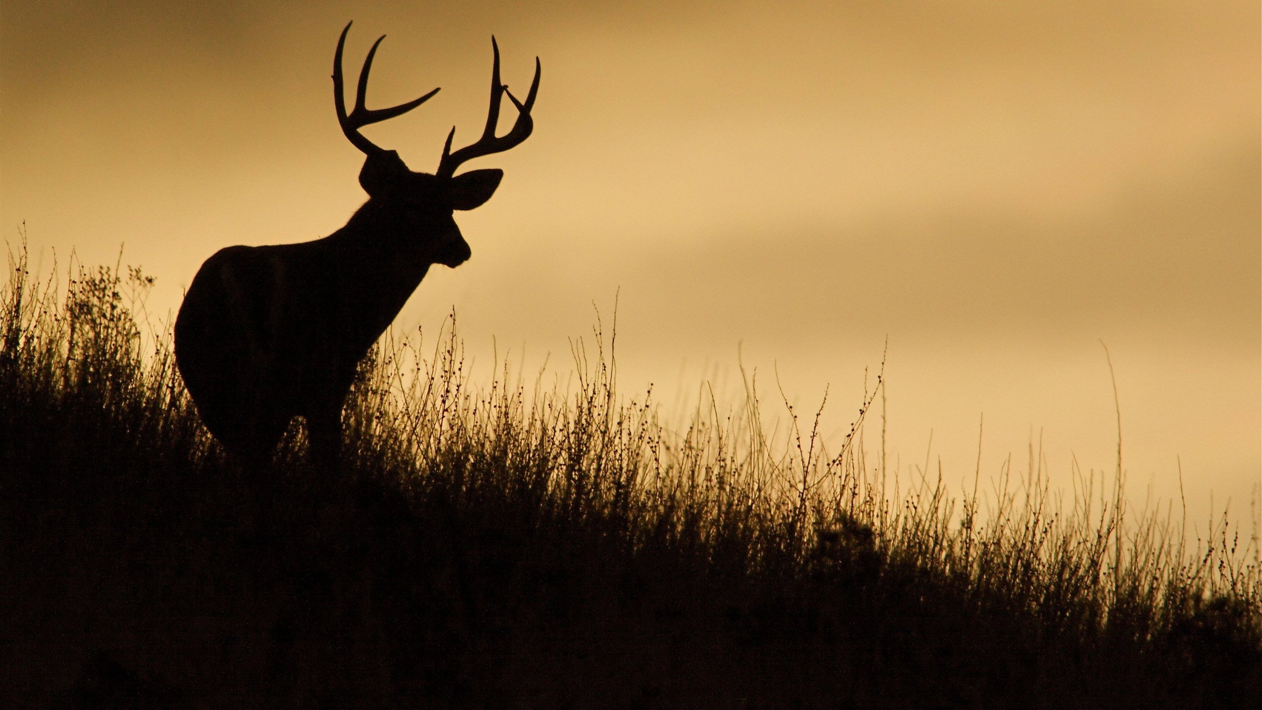 "Zombie" deer roam 24 states in the US, sickened by a neurodegenerative disease that reduces them to stumbling, drooling creatures. (Credit: Shutterstock)