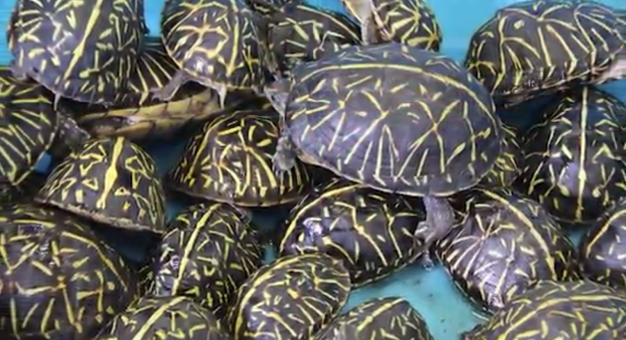 Wild turtles that captured to be sold sold illegally in Florida are seen in this undated photo. (Credit: Florida Fish And Wildlife Conservation Commission via CNN)