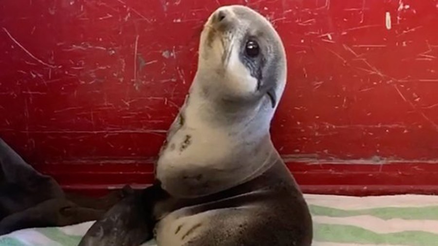 Santos, a delightfully cute northern fur seal, was rescued from a parking deck on Sunday. (Redwood City Fire Department)