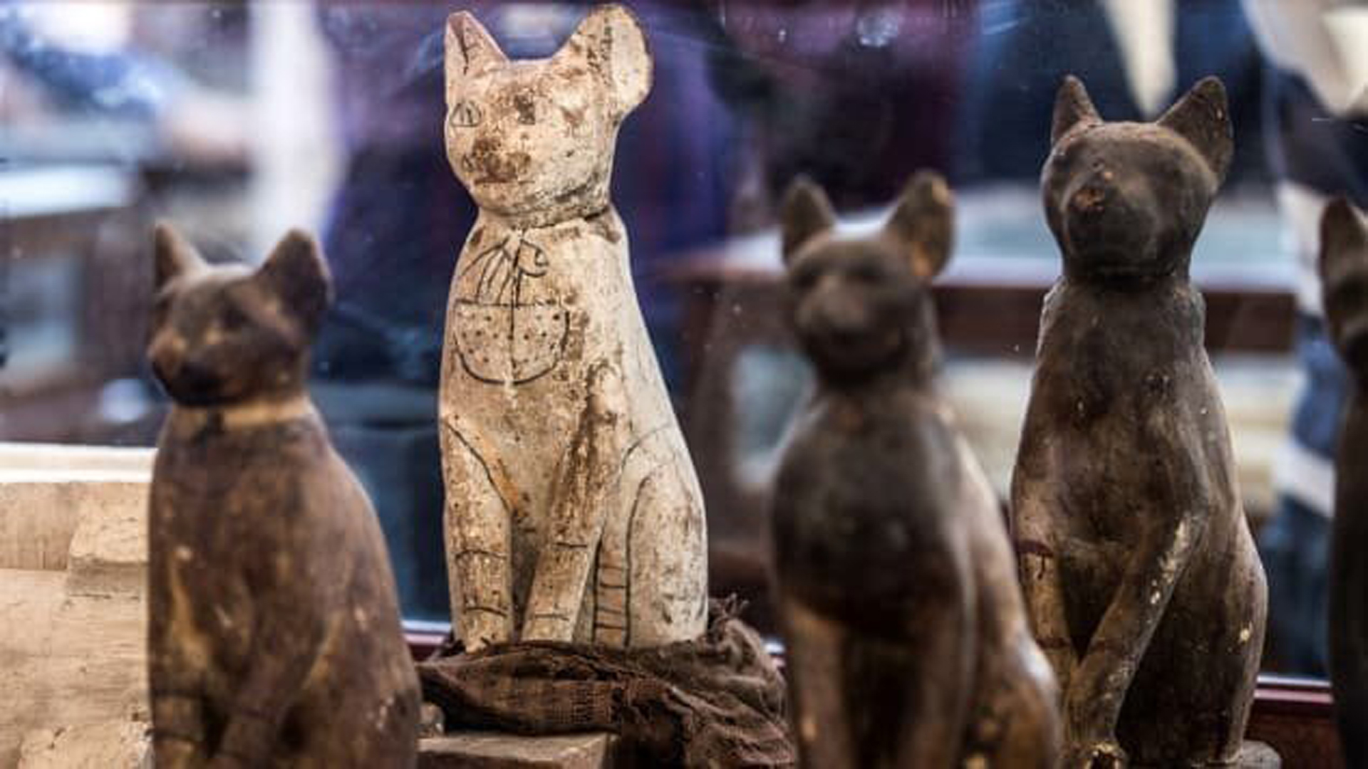 Statues of cats are displayed after the announcement of a new discovery carried out by an Egyptian archaeological team in Giza's Saqqara necropolis, south of the capital Cairo, on November 23, 2019. (Credit: KHALED DESOUKI/Getty Images)