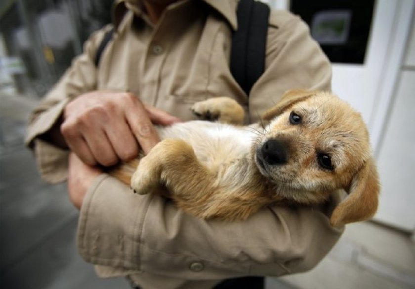 A 3-month-old Chihuahua mix is cradled by a possible adopter at the Chesterfield Square Animal Services Center in this file photo. (Credit: Los Angeles Times)