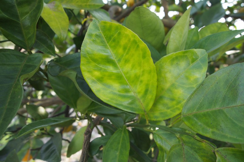 Blotchy mottle is seen on citrus leaves infected by Huanglongbing, a deadly citrus disease. (Credit: Citrus Research Board via Los Angeles Times)