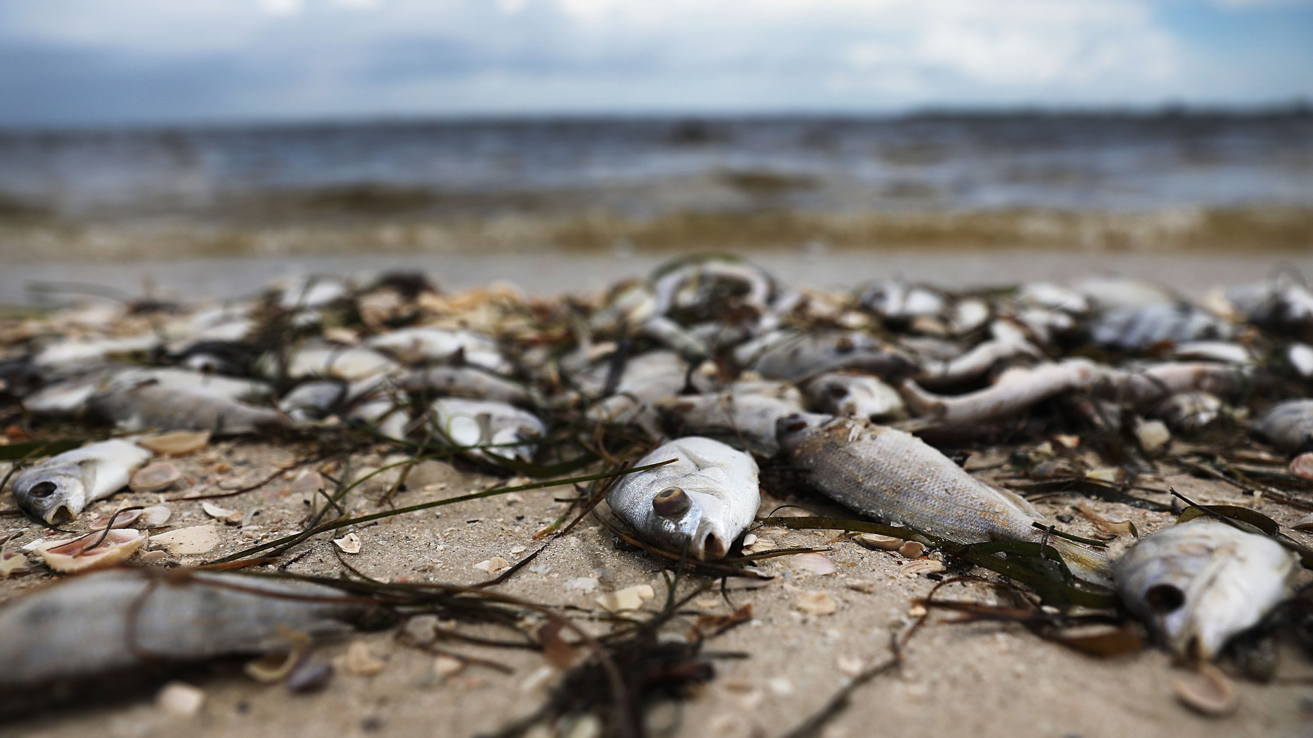 Fish are seen washed ashore the Sanibel causeway after dying in a red tide on August 1, 2018 in Sanibel, Florida. (Credit: Joe Raedle/Getty Images)