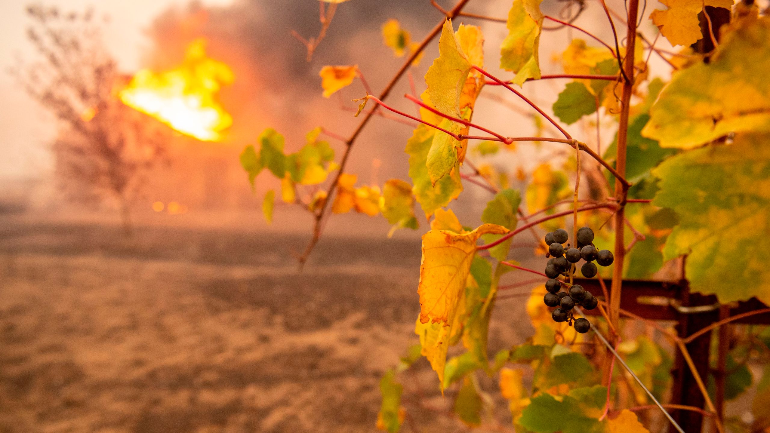 Partially charred grapes hang at a vineyard as a building burns during the Kincade Fire near Geyserville, California, on Oct. 24, 2019. (Credit: Josh Edelson /AFP via Getty Images)