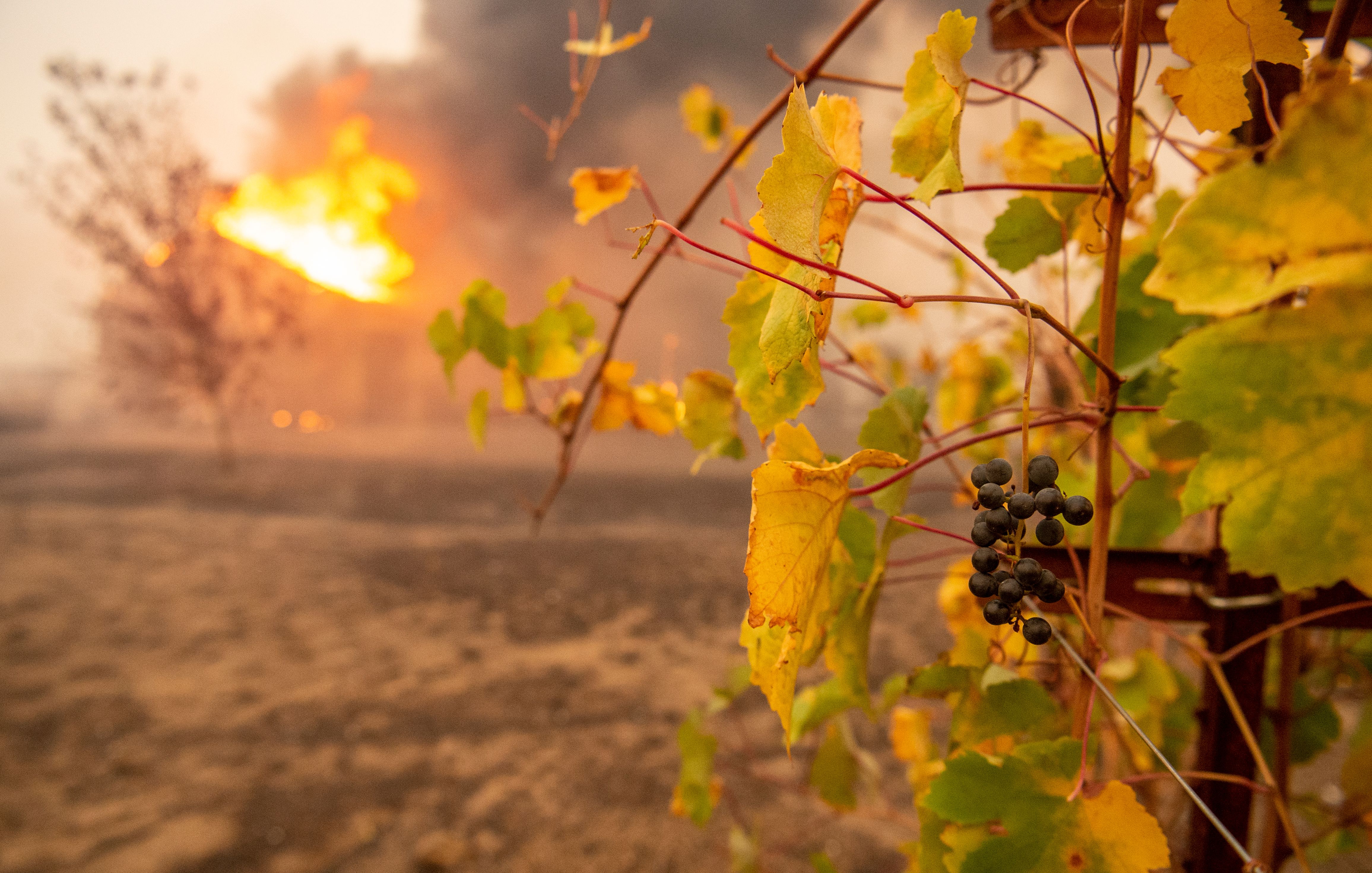 Partially charred grapes hang at a vineyard as a building burns during the Kincade Fire near Geyserville, California, on Oct. 24, 2019. (Credit: Josh Edelson /AFP via Getty Images)