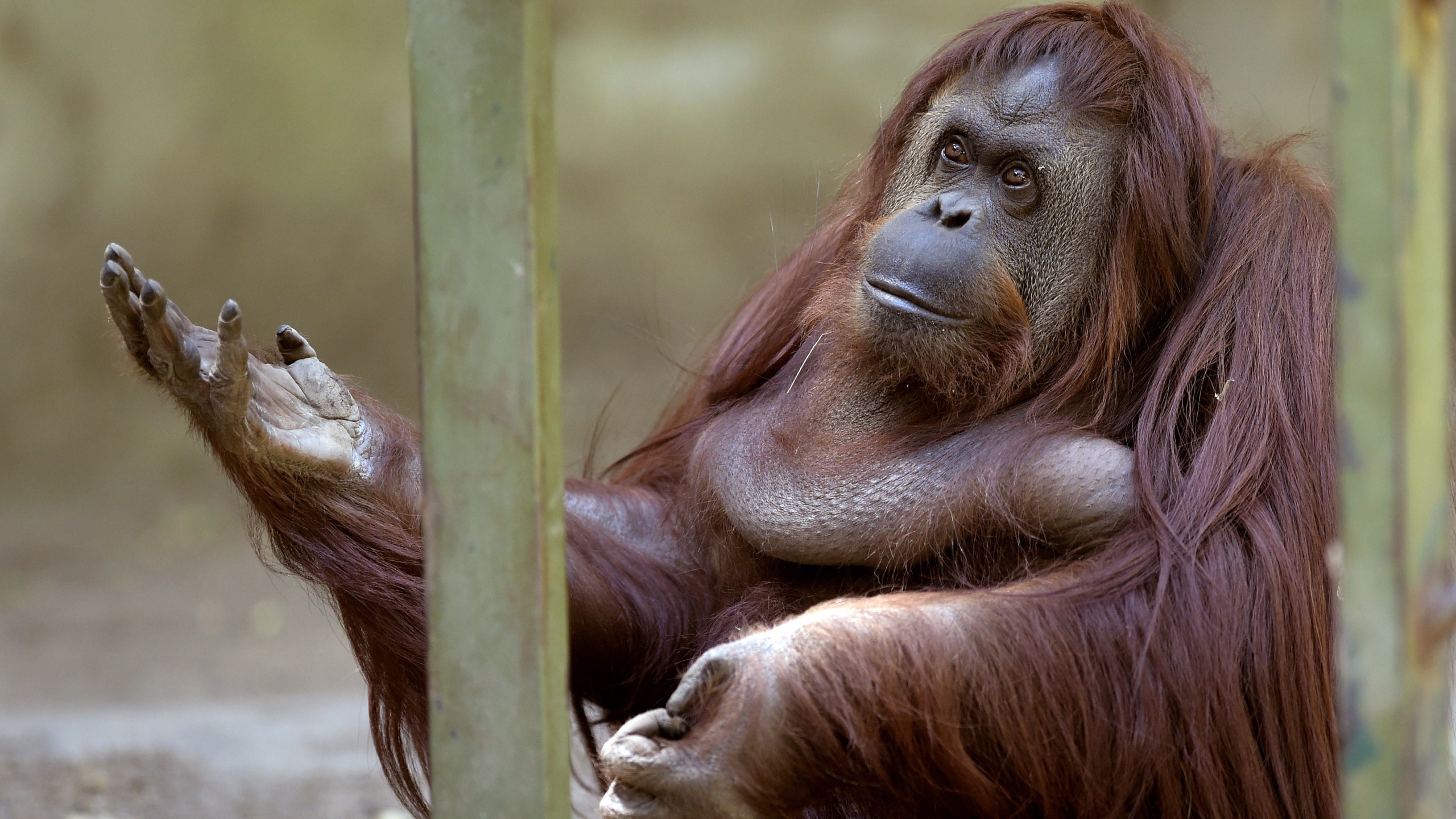 Sandra the orangutan is pictured at Buenos Aires' zoo, on Dec. 22, 2014. (Credit: Juan Mabromata/AFP via Getty Images)