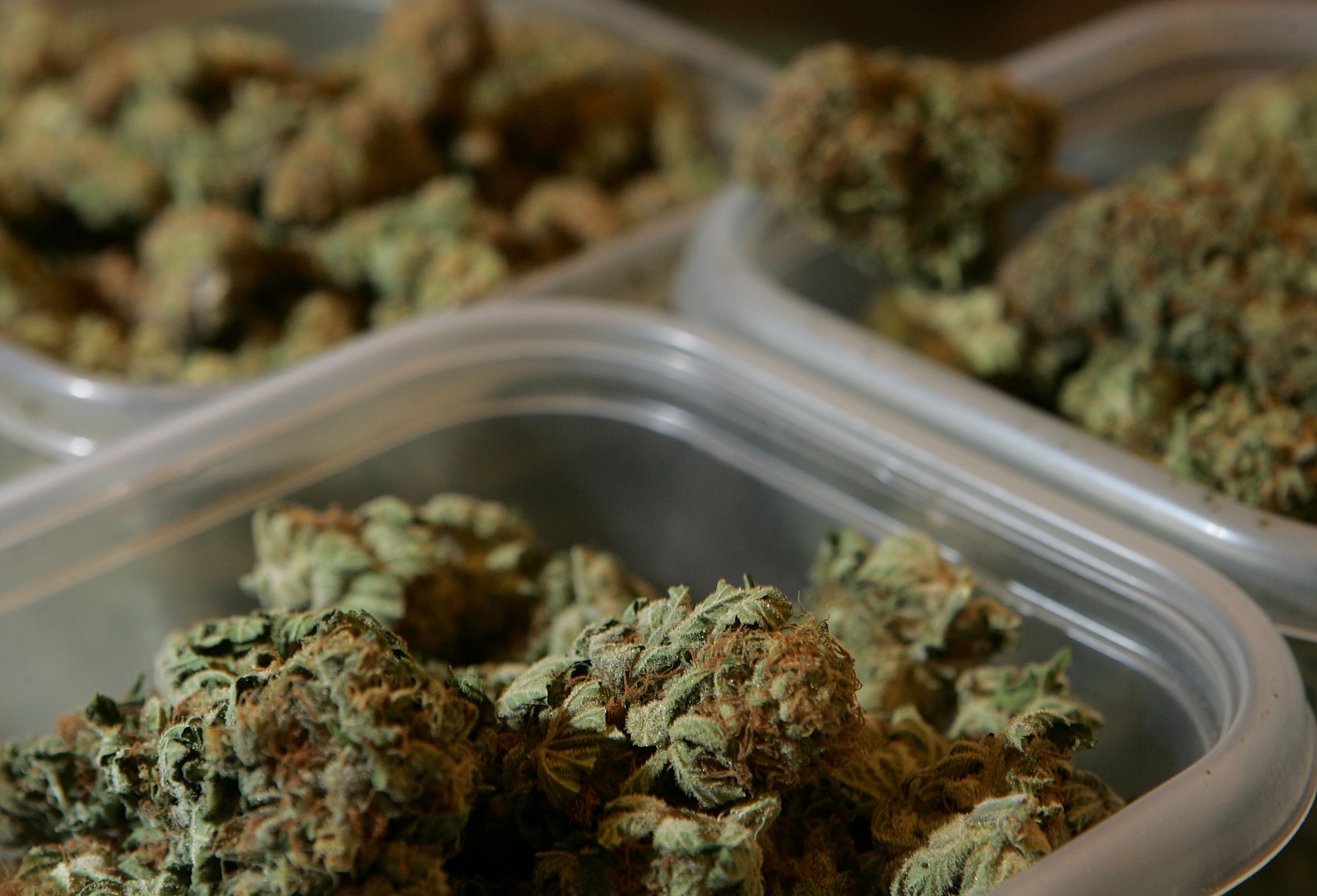 Containers of marijuana are seen at the Alternative Herbal Health Services cannabis dispensary April 24, 2006 in San Francisco. (Credit: Justin Sullivan/Getty Images)