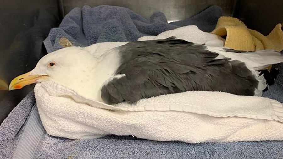 The Wetlands and Wildlife Care Center released this photo of one of the sick birds on Oct. 12, 2019.