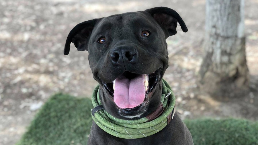 3-year-old Luna at the North Central Center on Nov. 22, 2019. (Credit: LA Animal Services)