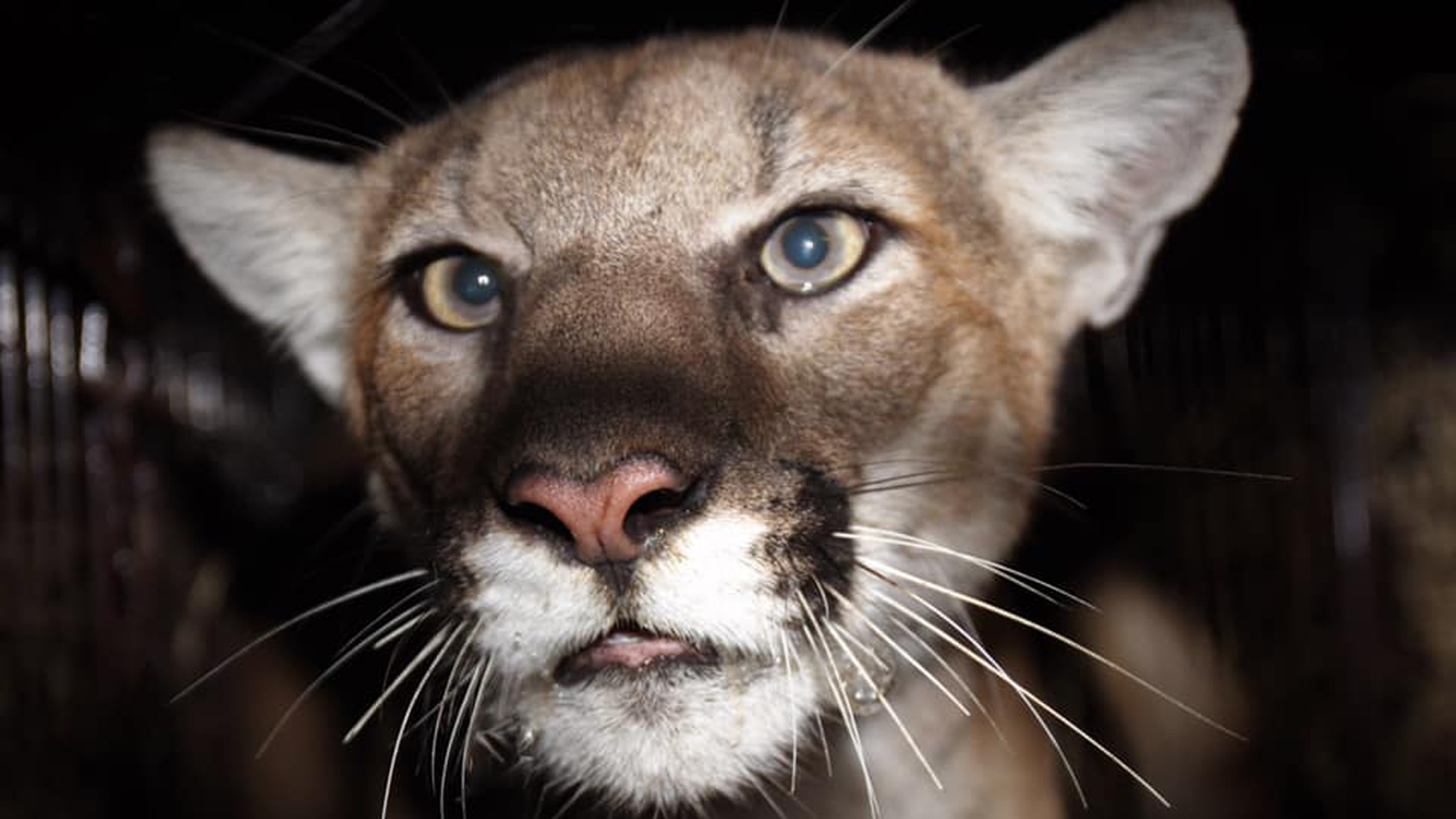 The National Park Service released this photo of P-77 on Nov. 25, 2019.