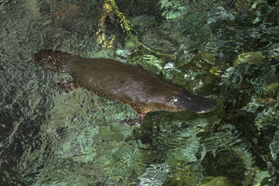 One of two platypuses that recently moved into the San Diego Zoo is seen in a Nov. 19, 2019, photo released by the park.