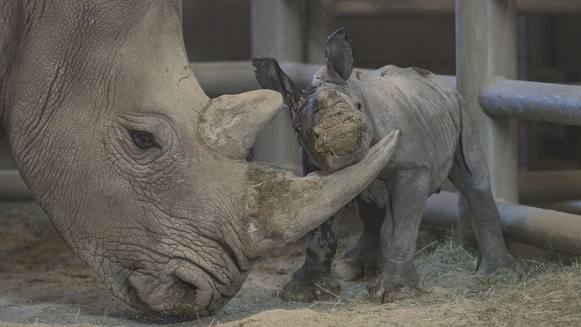 The San Diego Zoo Safari Park released this photo of the baby rhino and her mother on Nov. 26, 2019.