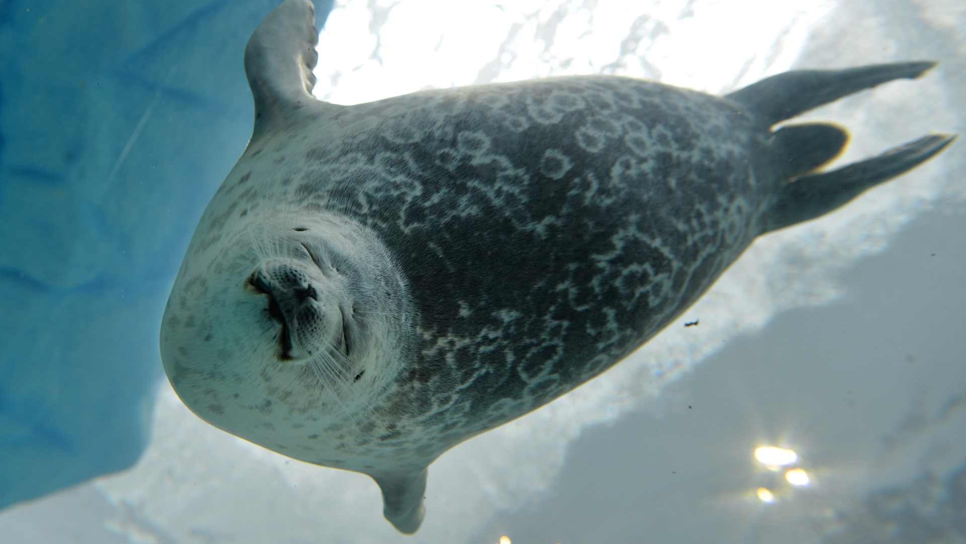 A ringed seal swims in a water tank on July 26, 2013. (Credit: KAZUHIRO NOGI/AFP/Getty Images)