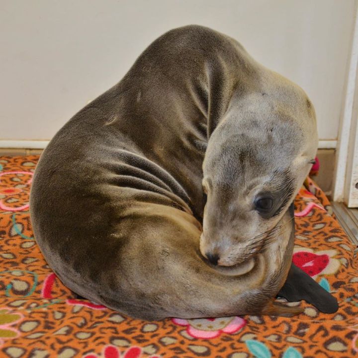 Lords-a-Leaping recovers at the Pacific Marine Mammal Center in this photo released by the group on Dec. 24, 2019.