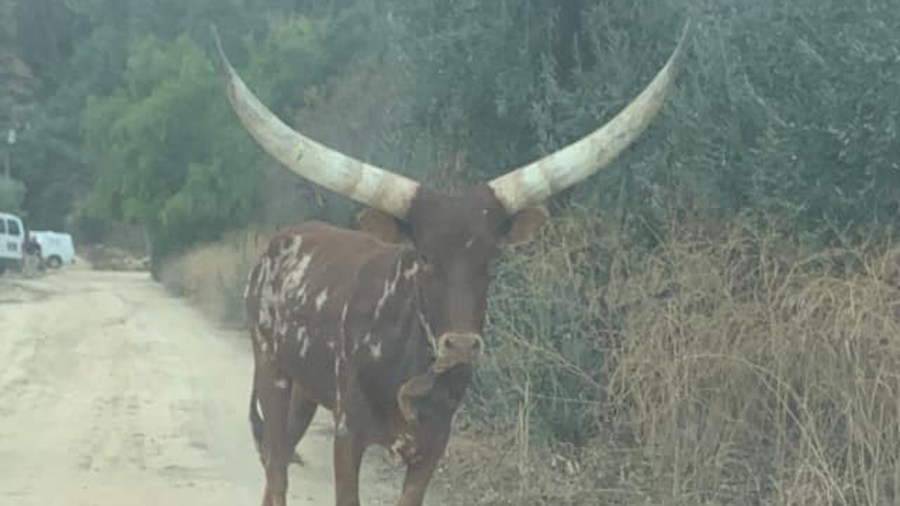 The Lake Elsinore Sheriff's Station released this photo of the bull on Dec. 3, 2019.