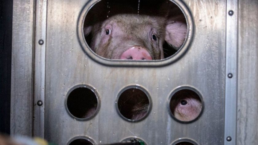 Pigs look out as they arrived for slaughter at the Farmer John processing plant in Vernon. (Robert Gauthier / Los Angeles Times)