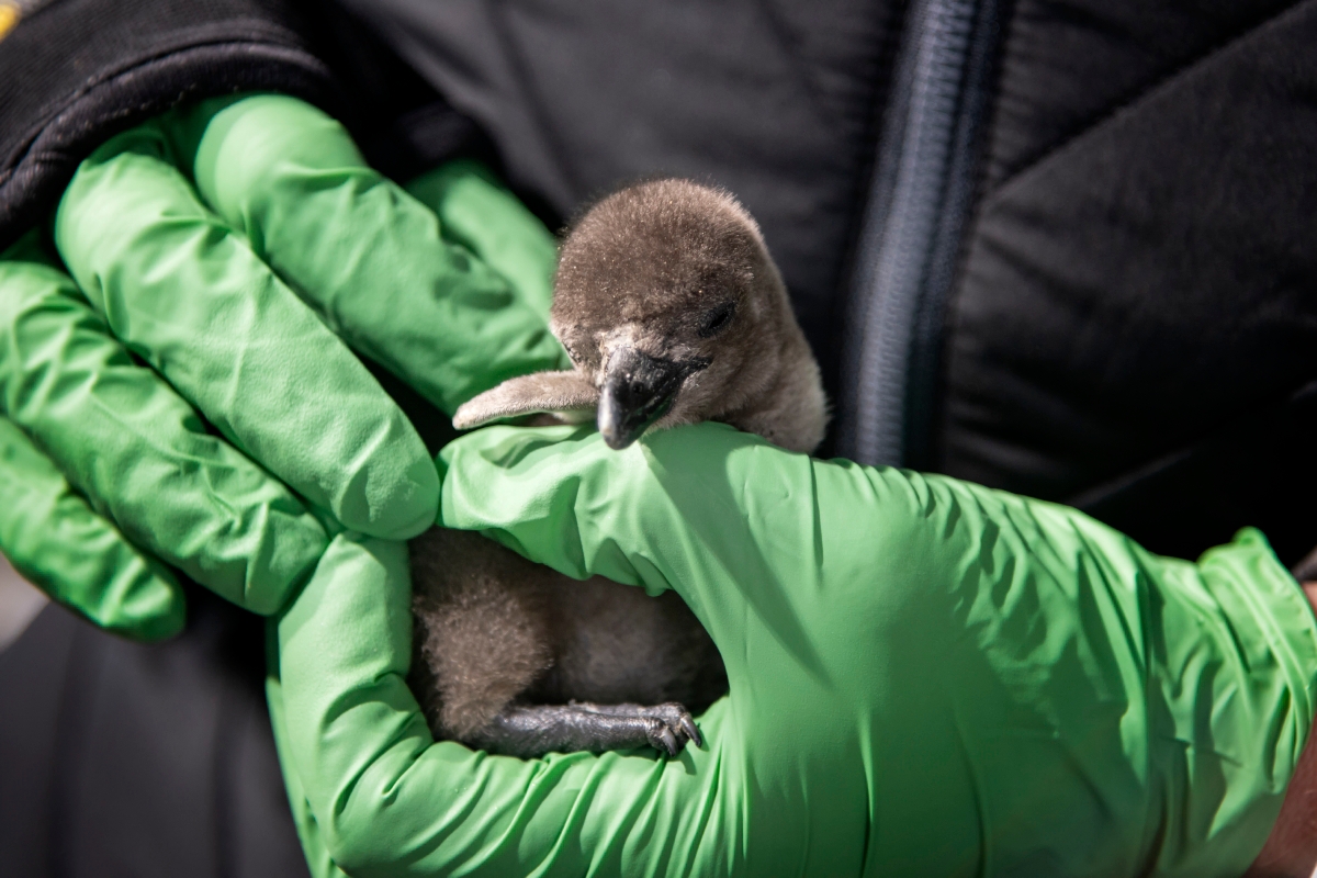 A staff member holds one of two recently hatched penguin chicks in a photo tweeted Dec. 19, 2019, by the Monterey Bay Aquarium.