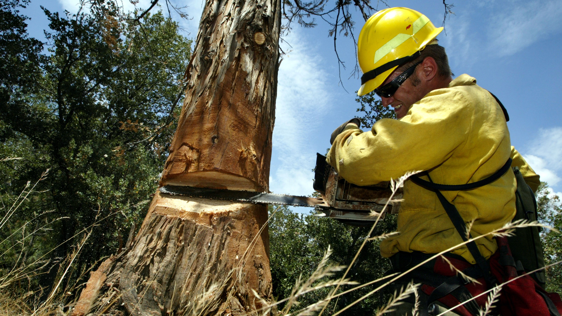 A U.S. Forest Service crew member cuts down a drought-weakened cedar tree on July 23, 2003, near Idyllwild. (Credit: David McNew/Getty Images)