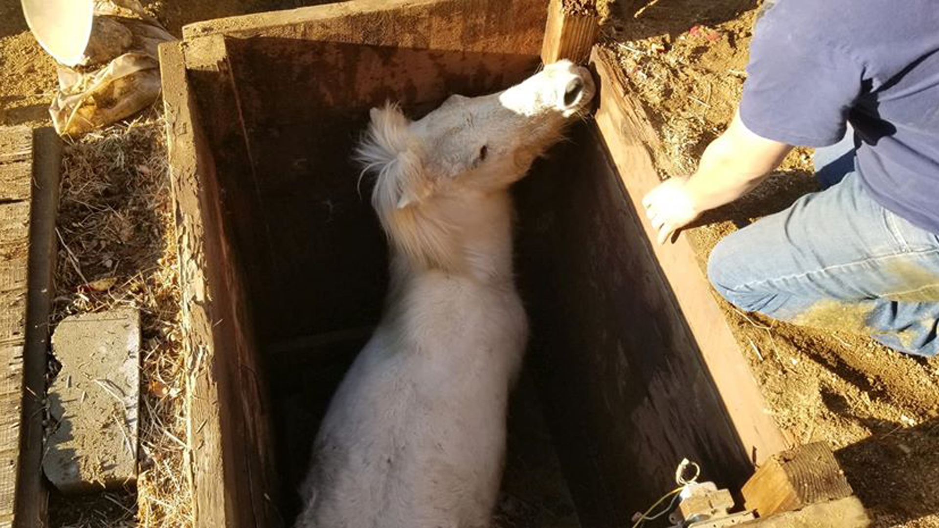 Firefighters rescued a horse trapped in a pit near Barstow on Dec. 27, 2019. (Credit: San Bernardino County Fire Department)