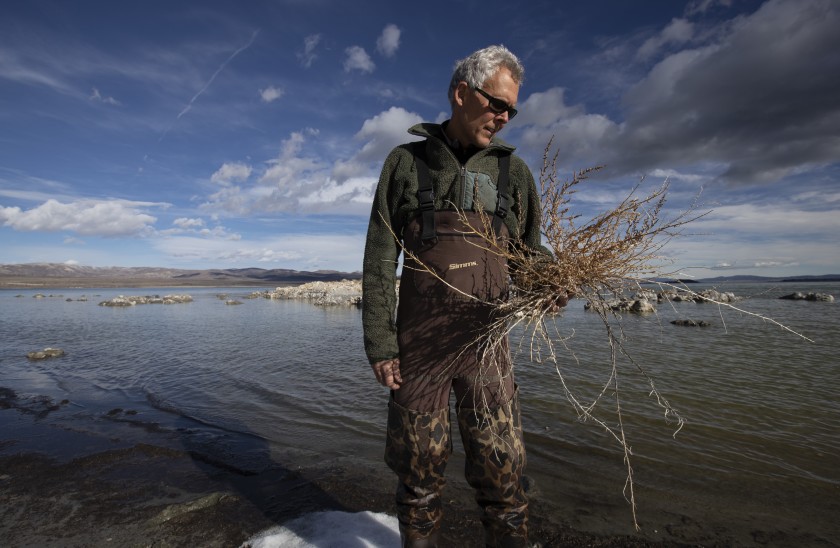 Mono Lake Committee’s Bartshe Miller holds an invasive five-horn smotherweed in this undated photo.(Credit: Brian van der Brug / Los Angeles Times)