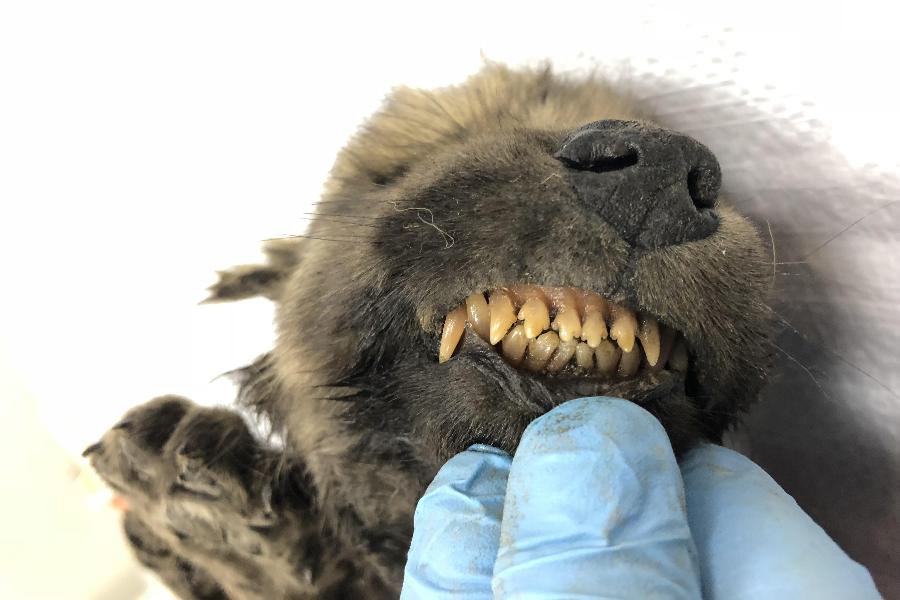 A handout photo taken on Sept. 24, 2018 shows a puppy, found in permafrost in Russia's Far East, on display at the Yakutsk's Mammoth Museum, Russia.