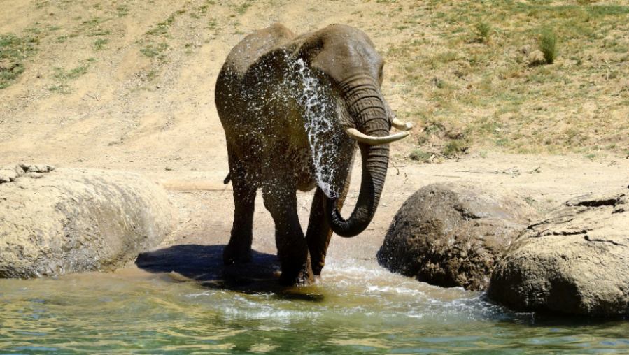 M'Dunda enjoying the pool at Oakland Zoo. (Credit: Oakland Zoo Website)