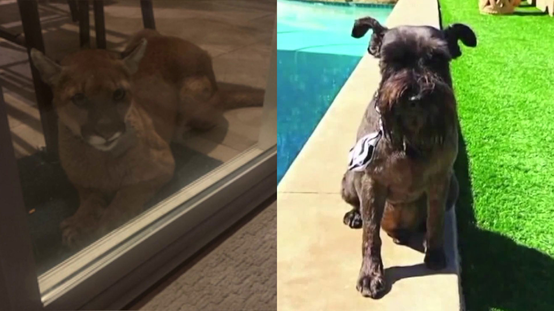 The Simi Valley Police Department released a photo of the mountain lion, seen left, while Ilene Dondlinger released a photo of her dog Pumbaa, seen right.