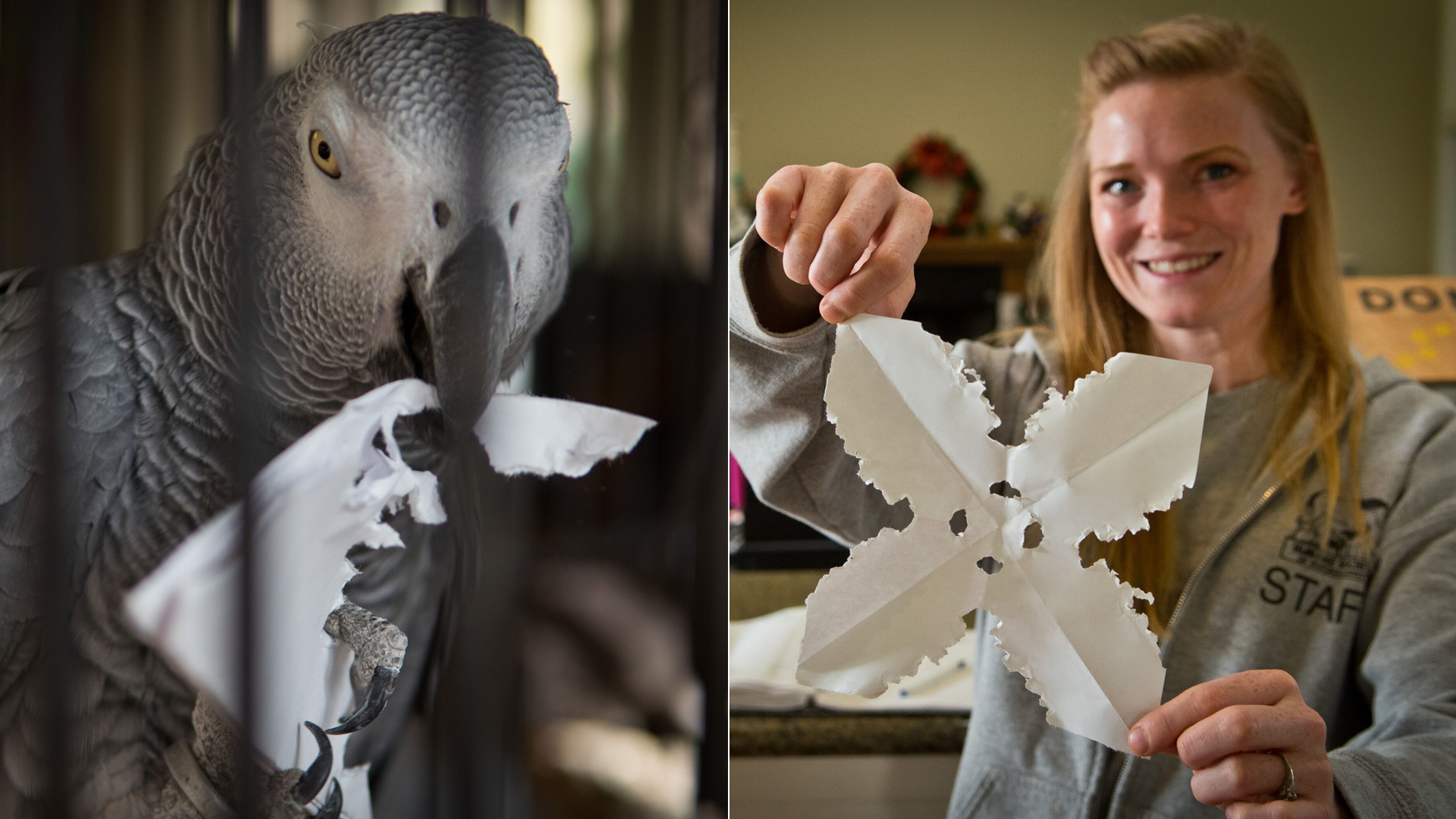 Smokey can make one-of-a-kind creations out of paper using his beak. At right, Josephine Maxson shows off one of Smokey's creations in a photo provided by the Humane Society of Ventura County on Dec. 18, 2019.