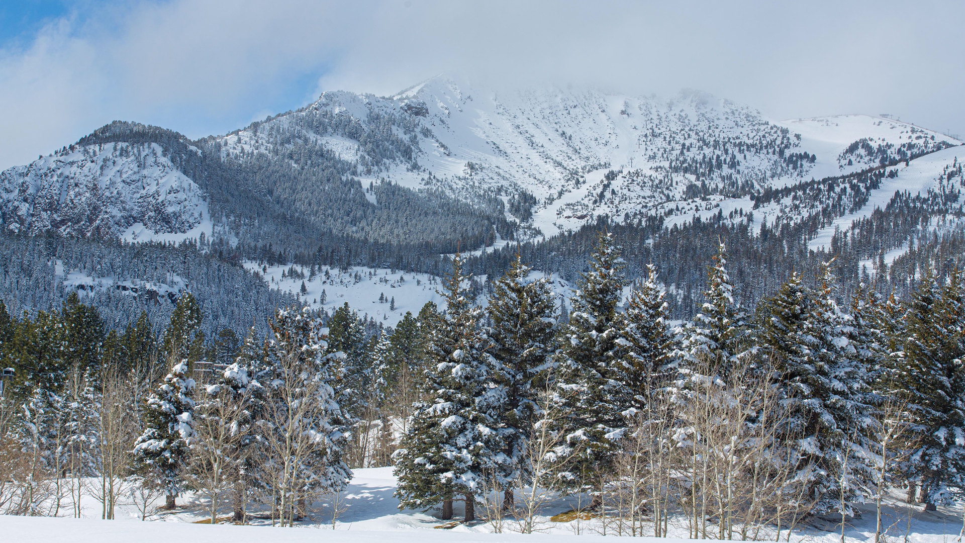 Part of the stock of evergreen trees available to be chopped down at Mammoth Lakes is seen in a file photo. (Credit: Dakota Snider/Mammoth Lakes Tourism)