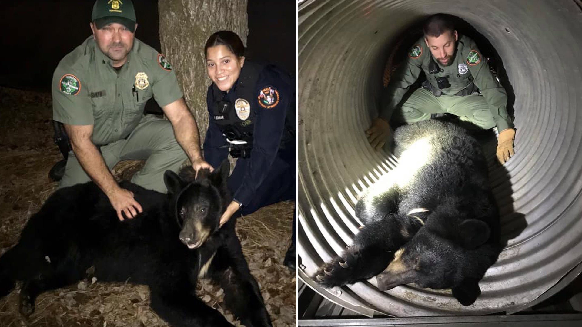 A bear that made its way through the University of Tennessee campus on Dec. 29, 2019. (Credit: Tennessee Wildlife Resources Agency)