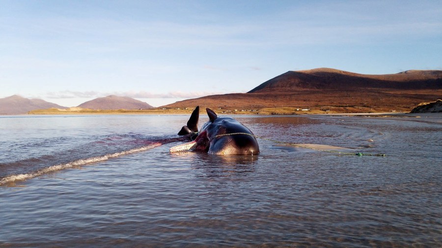 The young male sperm whale became stranded on the Isle of Harris in Scotland's Outer Hebrides. (Credit: Dan Parry)