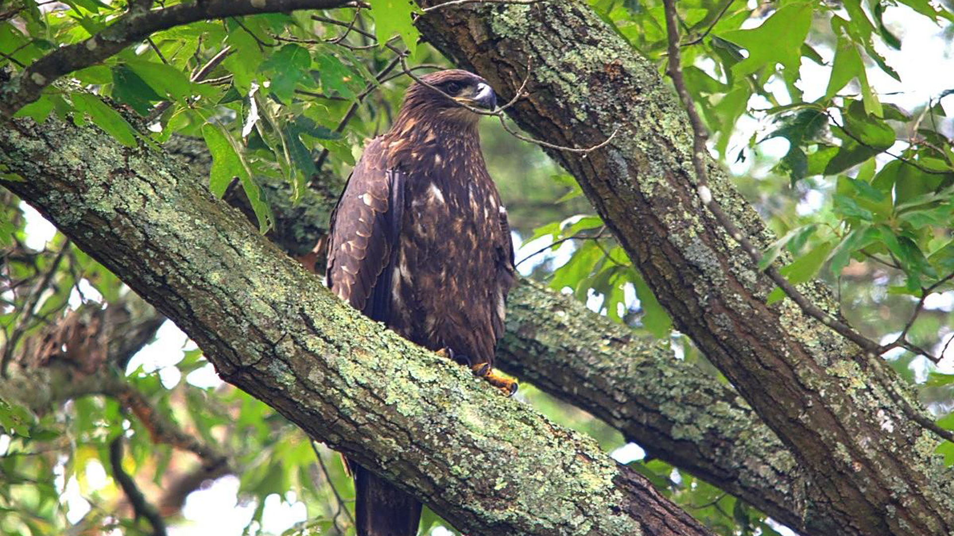 A bald eagle is seen in a photo released by the Tennessee Wildlife Resources Agency on Jan. 2, 2020.