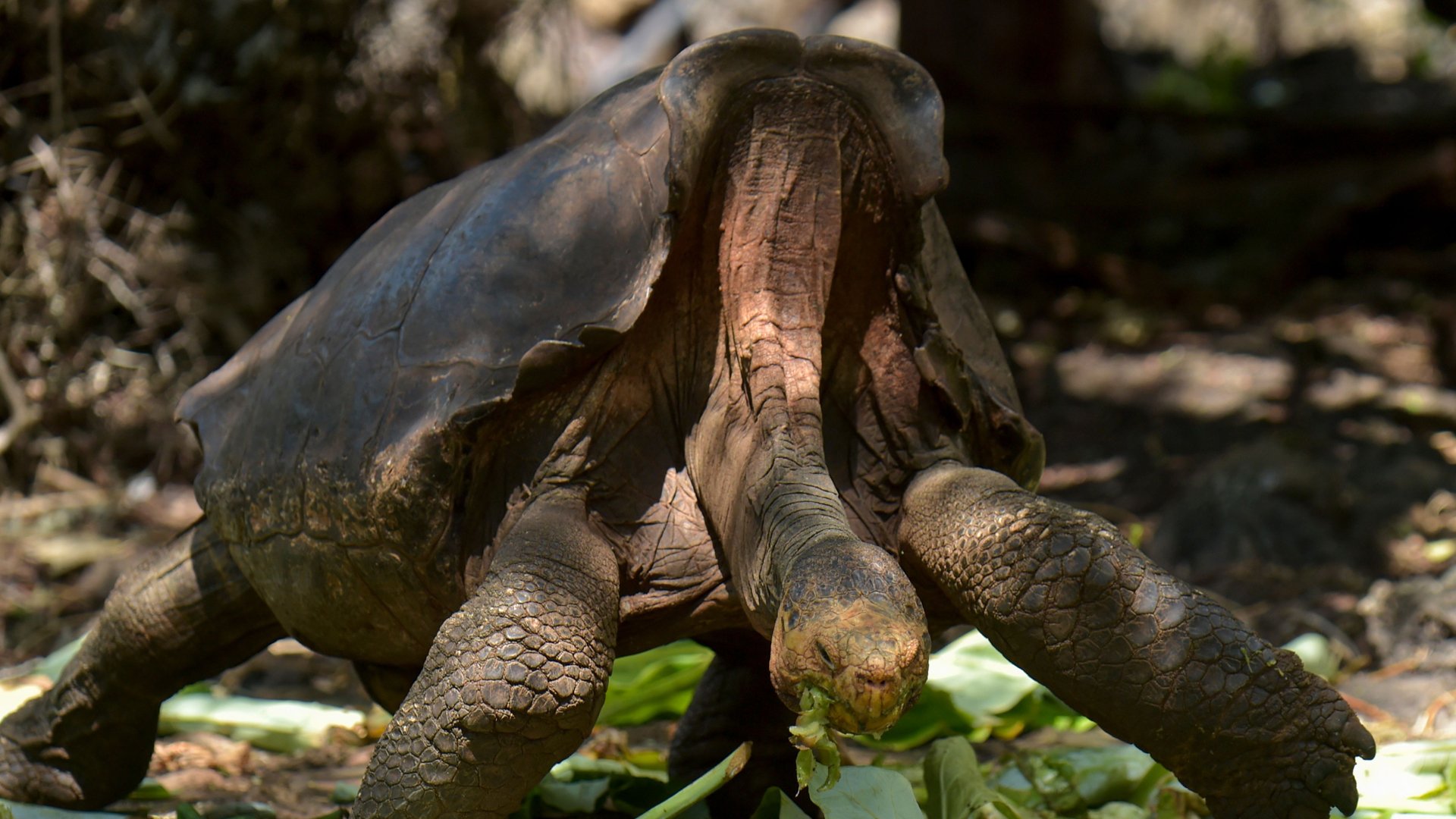 Diego, a tortoise of the endangered Chelonoidis hoodensis subspecies from Espanola Island, is seen in a breeding centre at the Galapagos National Park on Santa Cruz Island in the Galapagos archipelago, located some 1,000 km off Ecuador's coast, on February 27, 2019. (Credit: Rodrigo Buendia/AFP/Getty Images)