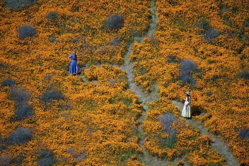 Visitors pose for photos in the middle of the Lake Elsinore poppy fields in Walker Canyon in spring 2019. (Credit: Allen J. Schaben / Los Angeles Times)