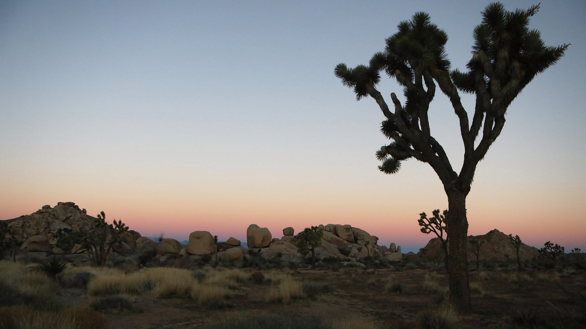 Joshua Tree National Park is seen in a file photo on Jan. 4, 2019. (Mario Tama / Getty Images)