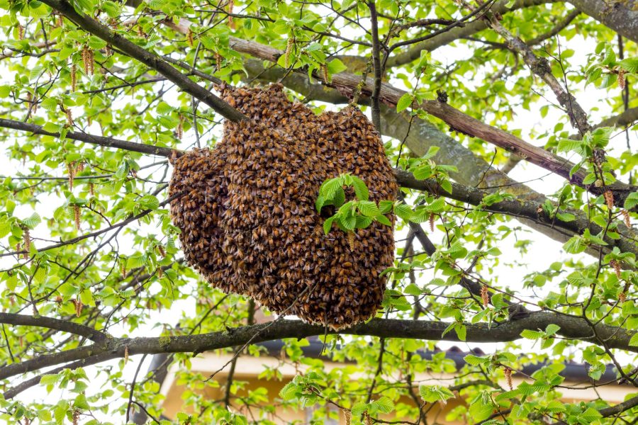 Bees are seen swarming a hive in this file image. (Credit: iStock / Getty Images Plus)