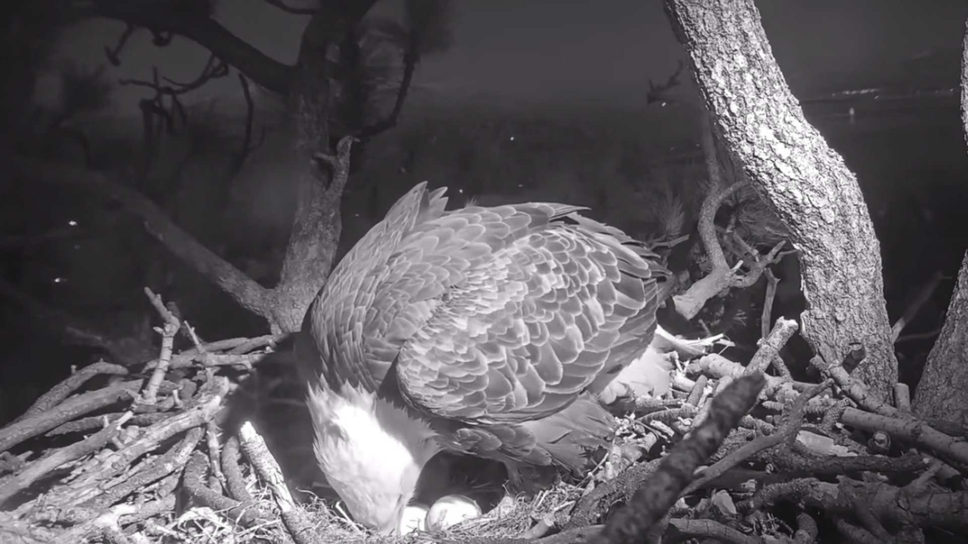 Jackie with her two eggs on Jan. 11, 2020. (Credit: Friends of Big Bear Valley)