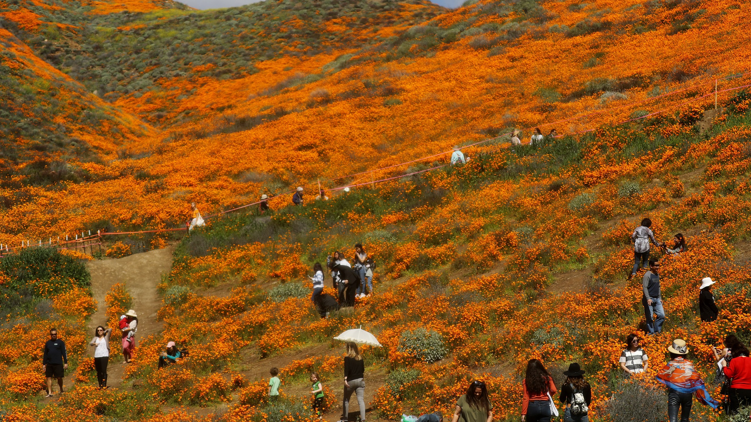 LAKE ELSINORE, CALIFORNIA - MARCH 12: People visit a ‘super bloom’ of wild poppies blanketing the hills of Walker Canyon on March 12, 2019 near Lake Elsinore, California. Heavier than normal winter rains in California have caused a ‘super bloom’ of wildflowers in various locales of the state. (Photo by Mario Tama/Getty Images)